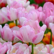 Double Shake Tulip Bulbs