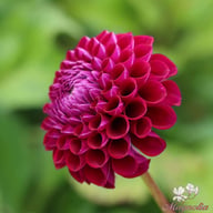 Downham Royal Dahlia Knöl