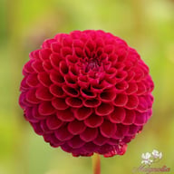 Downham Royal Dahlia Knöl