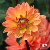 Dr. P.H. Riedell Dahlia Tuber