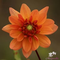 Dr. P.H. Riedell Dahlia Tuber