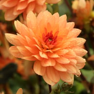 Dr. P.H. Riedell Dahlia Tuber
