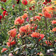 Dr. P.H. Riedell Dahlia Tuber