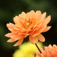 Dr. P.H. Riedell Dahlia Tuber
