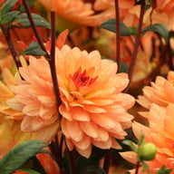 Dr. P.H. Riedell Dahlia Tuber