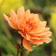 Dr. P.H. Riedell Dahlia Tuber