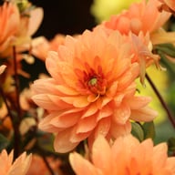 Dr. P.H. Riedell Dahlia Tuber
