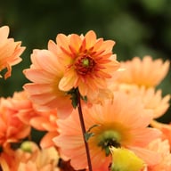 Dr. P.H. Riedell Dahlia Tuber