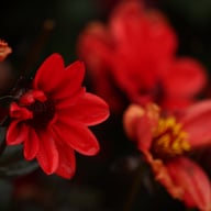 Dracula Dahlia Knöl