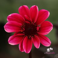 Dracula Dahlia Tuber