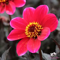 Dracula Dahlia Tuber
