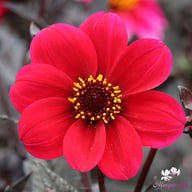 Dracula Dahlia Tuber