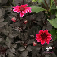 Dracula Dahlia Tuber
