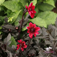 Dracula Dahlia Tuber