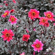 Dracula Dahlia Tuber
