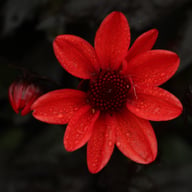 Dracula Dahlia Knöl