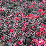 Dracula Dahlia Tuber