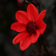 Dracula Dahlia Knöl