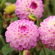 Dreaming Maid Dahlia Tuber