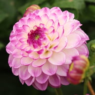 Dreaming Maid Dahlia Tuber