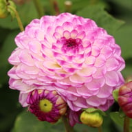 Dreaming Maid Dahlia Tuber