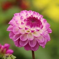 Dreaming Maid Dahlia Tuber