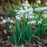 Dubbel Snödroppe 'Nivalis Flore Pleno' Lökar