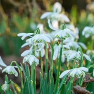 Dubbel Snödroppe 'Nivalis Flore Pleno' Lökar