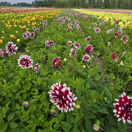 Duet Dahlia Knöl