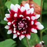 Duet Dahlia Knöl