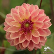 Dusty Beauty Dahlia Tuber