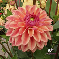 Dusty Beauty Dahlia Tuber