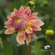 Dusty Beauty Dahlia Tuber