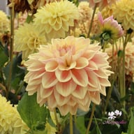 Dusty Beauty Dahlia Tuber