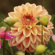 Dusty Beauty Dahlia Tuber