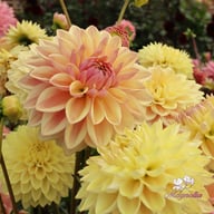 Dusty Beauty Dahlia Tuber