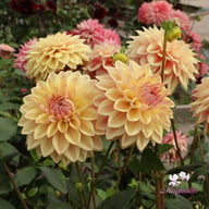 Dusty Beauty Dahlia Tuber