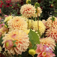 Dusty Beauty Dahlia Tuber