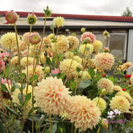 Dusty Beauty Dahlia Tuber