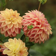 Dusty Beauty Dahlia Tuber