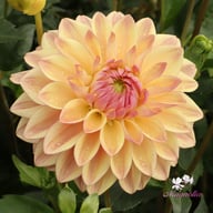 Dusty Beauty Dahlia Tuber