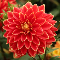Dutch Carnaval Dahlia Knöl