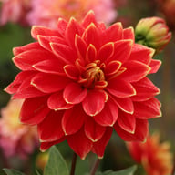 Dutch Carnaval Dahlia Knöl