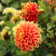 Dutch Carnaval Dahlia Knöl