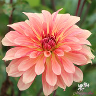 Dutch Delight Dahlia Knöl