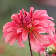 Dutch Delight Dahlia Knöl