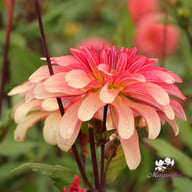 Dutch Delight Dahlia Knöl