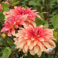 Dutch Delight Dahlia Knöl