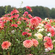 Dutch Delight Dahlia Knöl