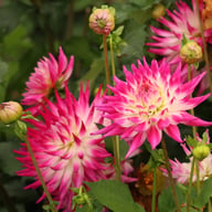 Dutch Explosion Dahlia Tuber